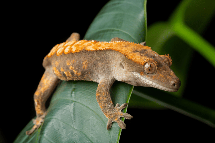 Crested gecko resting on a banana leaf