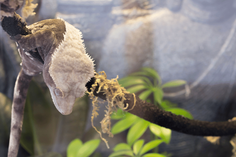 Crested gecko resting on a branch