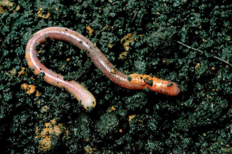 Earthworm on a wet muddy soil