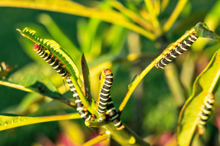 Frangipani hornworms eating a frangipani leaf