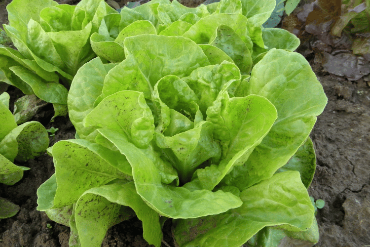 Fresh lettuce plant on soil