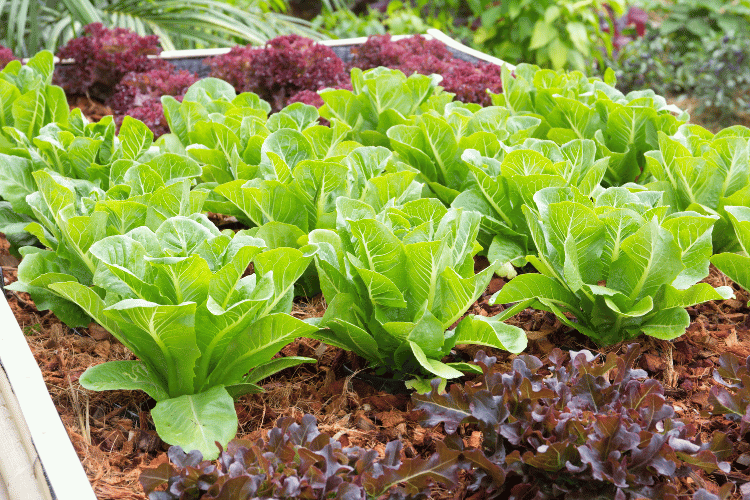 Fresh lettuce plants 