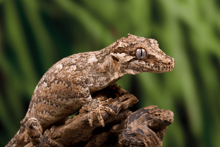 Side view of gargoyle gecko on branch
