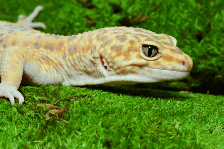 Close-up of leopard gecko on grass