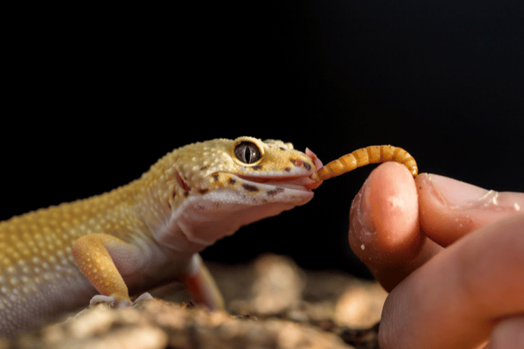 Leopard gecko eating a mealworm from the hand