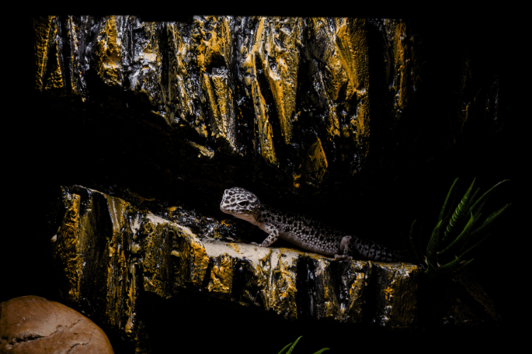Leopard gecko in darkness terrarium