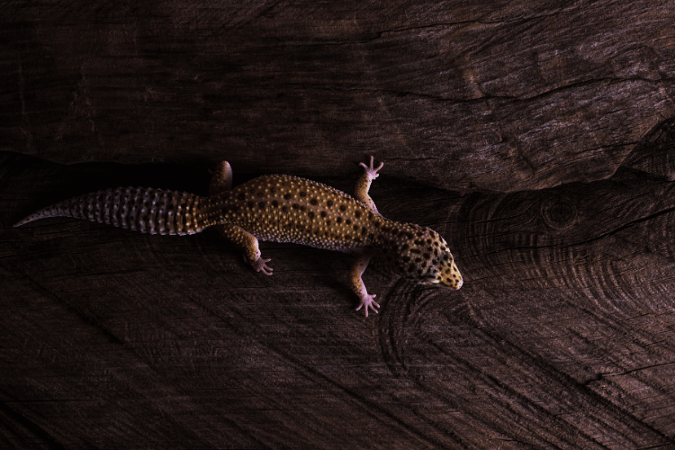 Leopard gecko on natural wood background in darkness