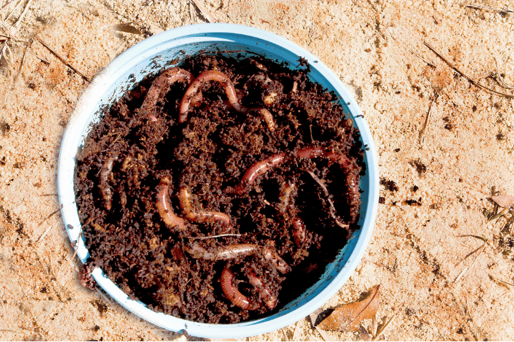 Nightcrawlers worms in a blue bin