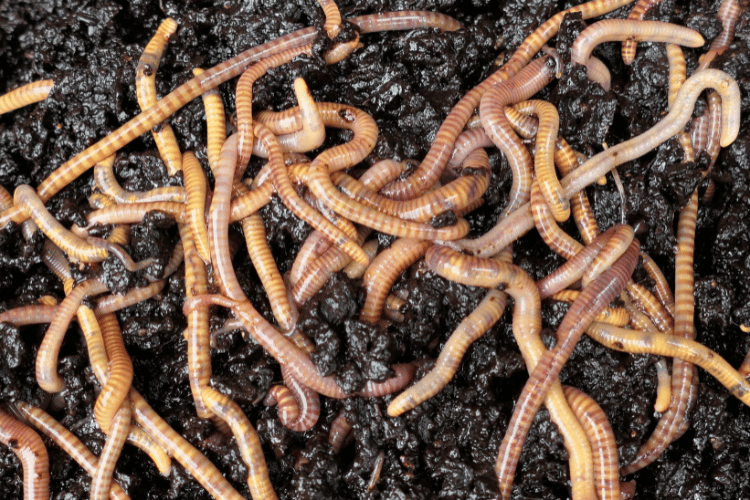 Nightcrawlers worms in a compost bin