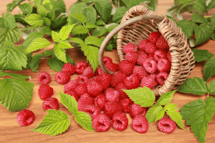 Raspberries and leaves falling out of a basket