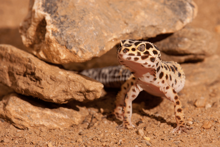Rocks surrounded leopard gecko on dessert