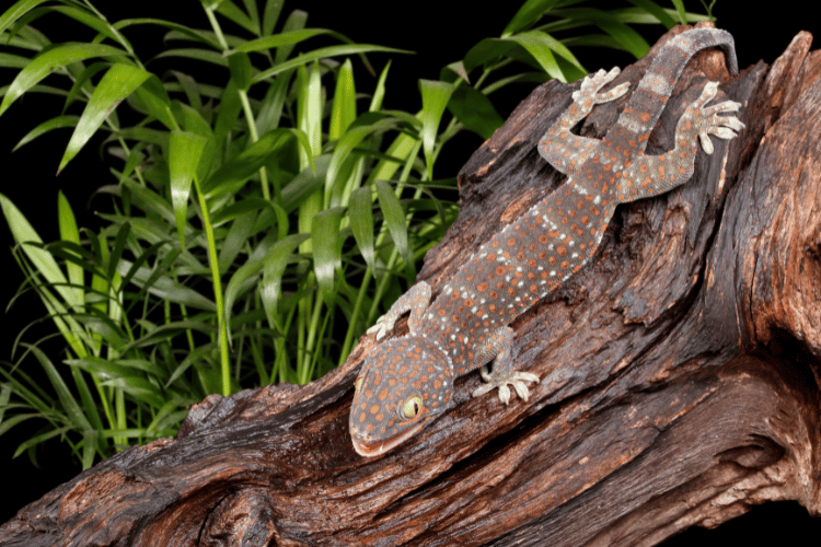 Tokay gecko on a wet log