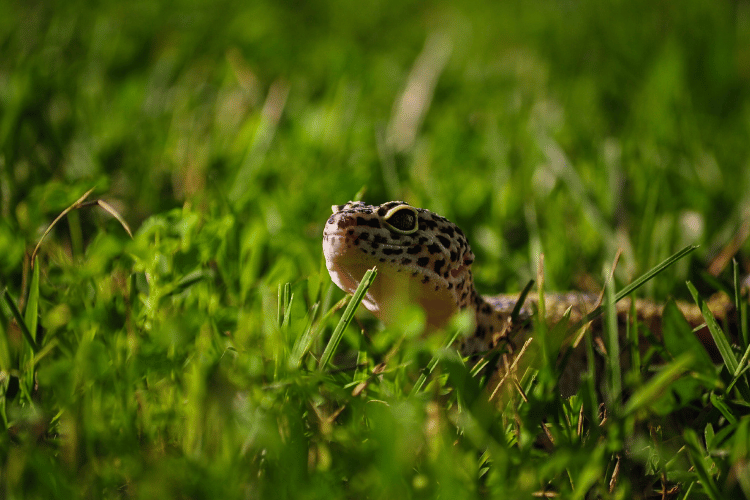 Close-up leopard gecko on a freshly cut grass