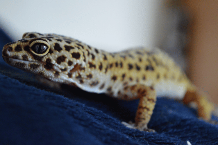 Adult female Leopard Gecko