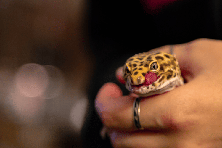 Holding a Leopard Gecko