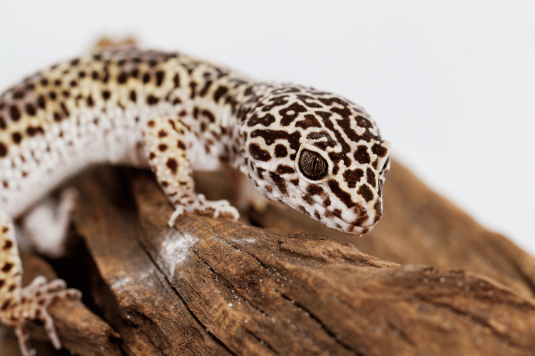Leopard gecko on a wooden branch
