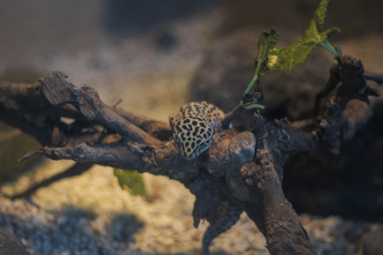 Leopard gecko lying on a tree branch