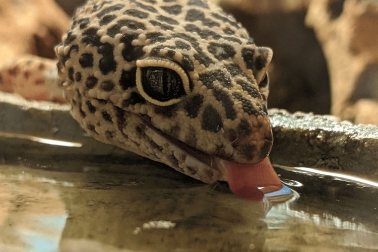Leopard gecko drinking water