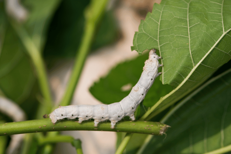 Silkworm eating green leaf