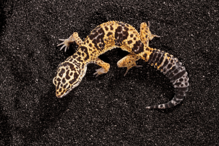 Top view of leopard gecko