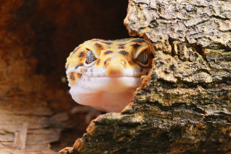 leopard lizard gecko on wood