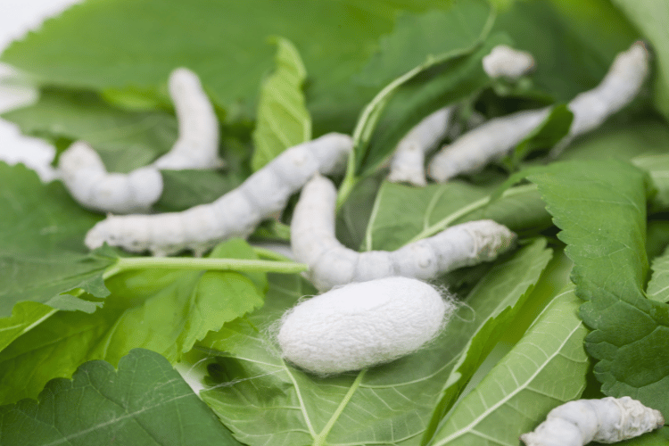 silkworm with mulberry green leaves